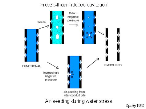 Cavitation by freezing or water stress